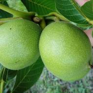 Саженец Волоский орех Буковинская Бомба